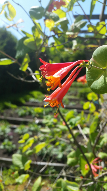 2017 summer course flower