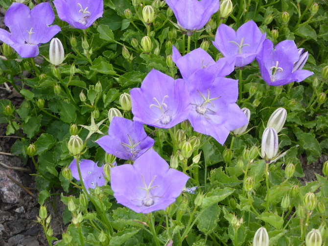 2017 summer course flowers