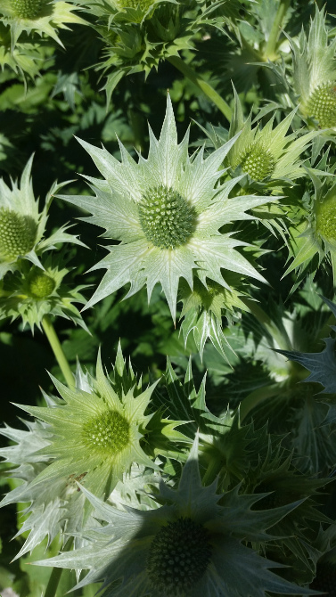 2017 summer course flower