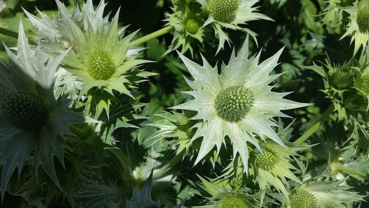 Blommor