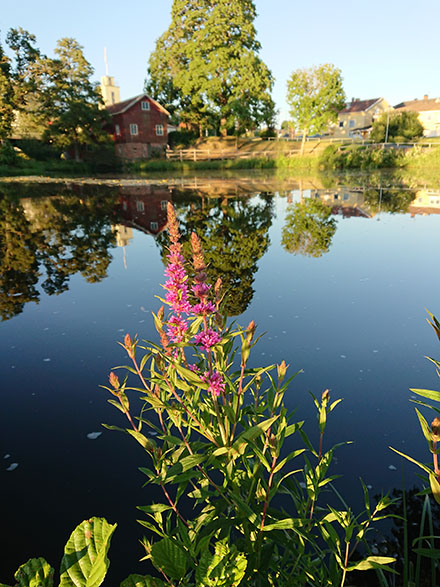2018-sommarkurs-två-qigong-vatten-blomma.JPG