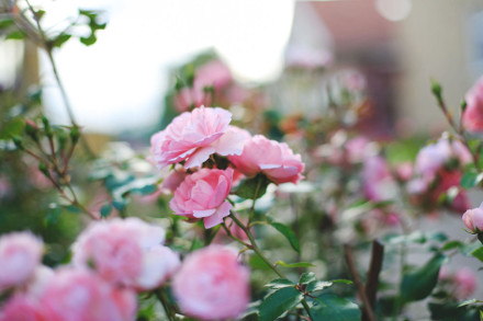 EZQ Sommarkursen2016 500 Roses on the way to the training hall