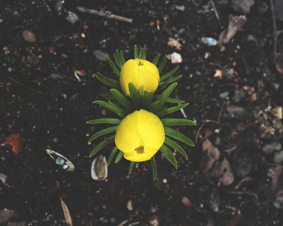 blomma gul var3 2019