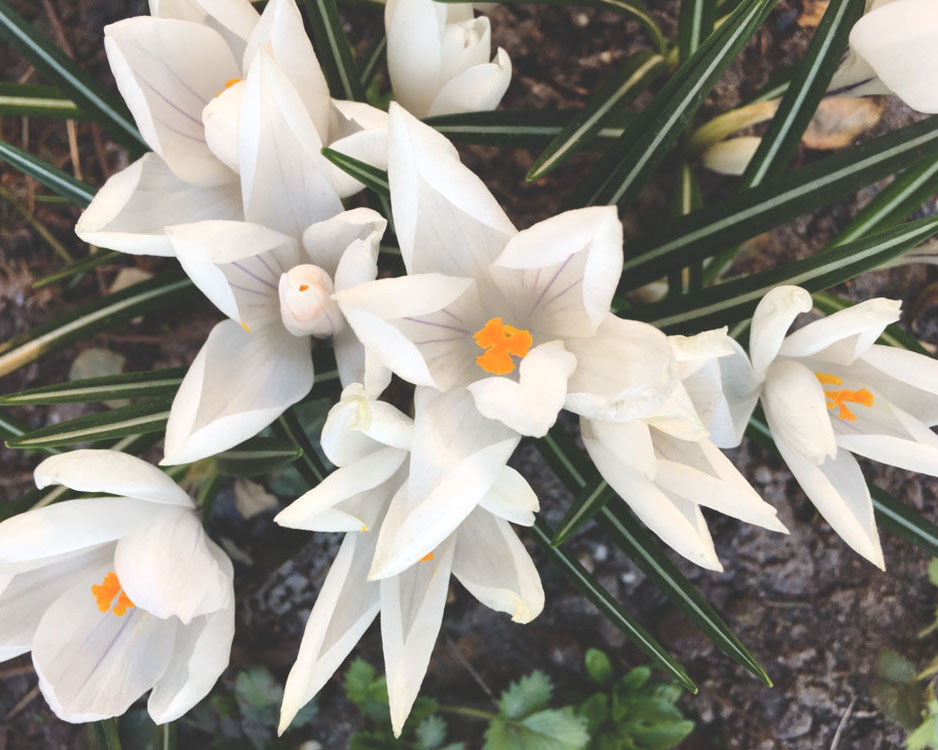 blomma vit var 2019