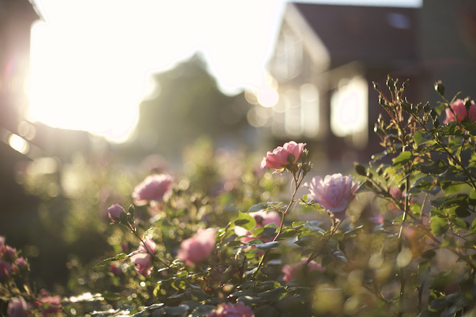 blommor-sommarkurs-rosor-nossebro.jpeg