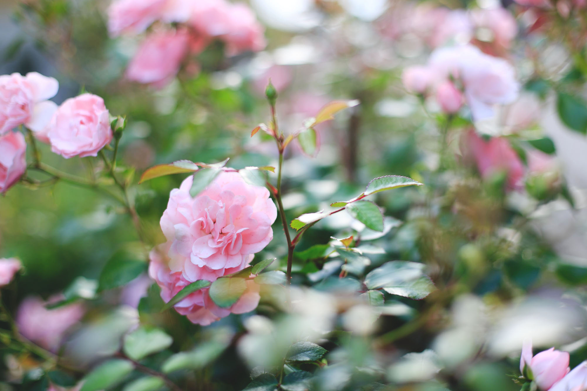 EZQ Sommarkursen2016 499