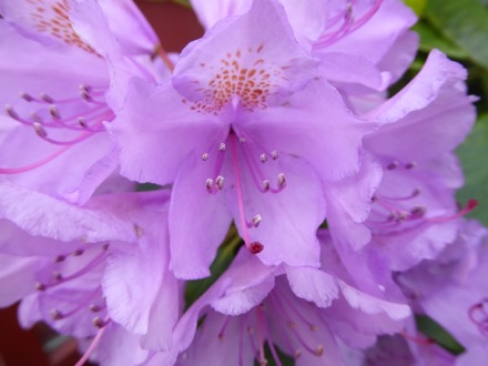 Rhododendron