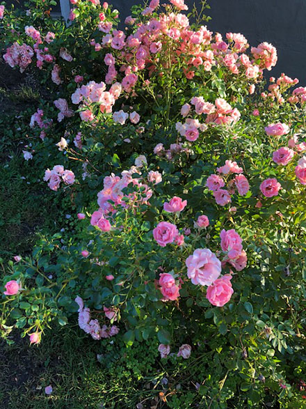 sommarkurs 2018 nossebro skola sol rosor