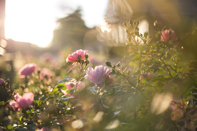 Summer Course two 2017, roses