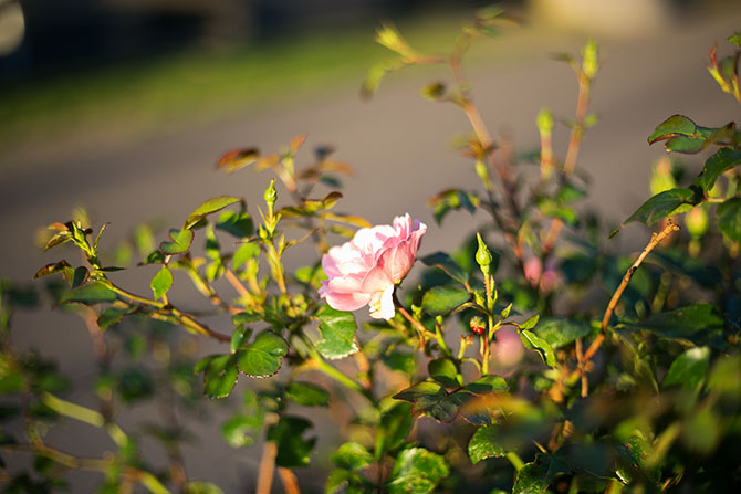 Summer Course two 2017, roses 2