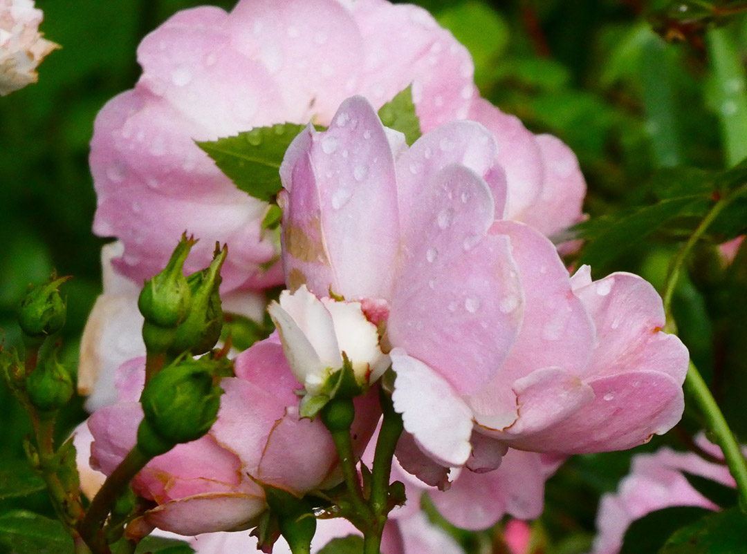 sommarkursen 2019 blomma ros