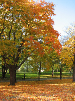 Åbo höst 080925_350