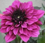 Dahlia - höstens blomning