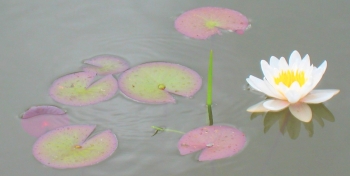 En näckros i ån Nossan