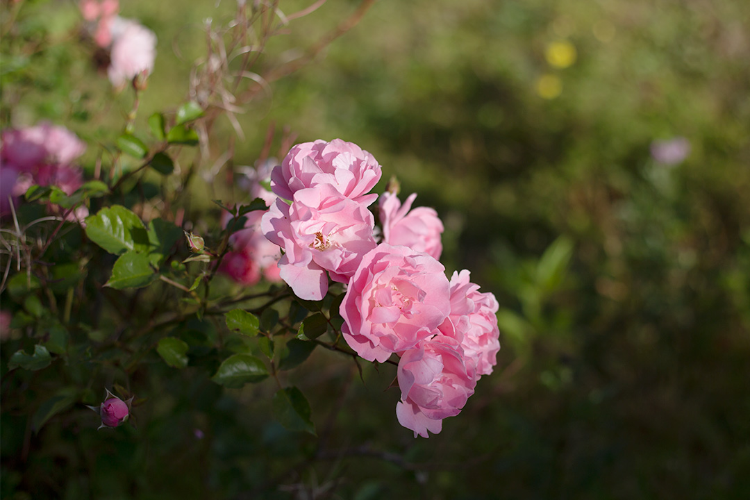 sommarkurs 2019 rosor 1080px