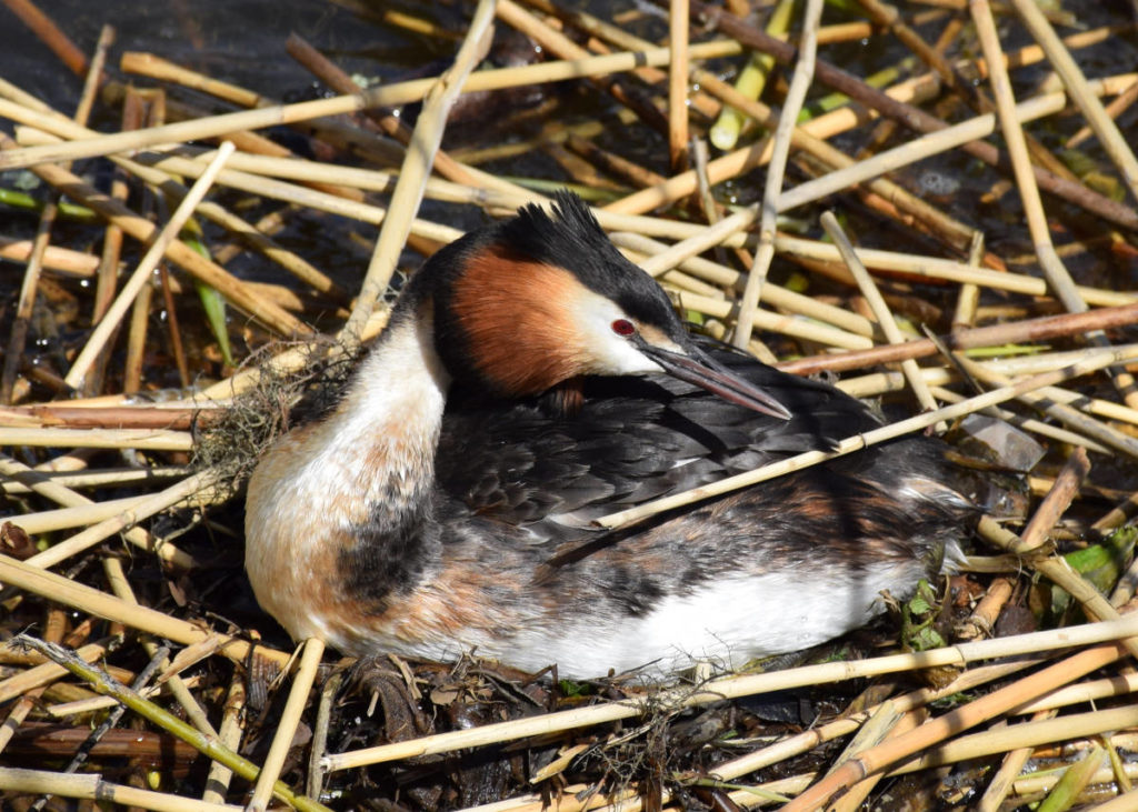 A Grebe is lying comfortably.